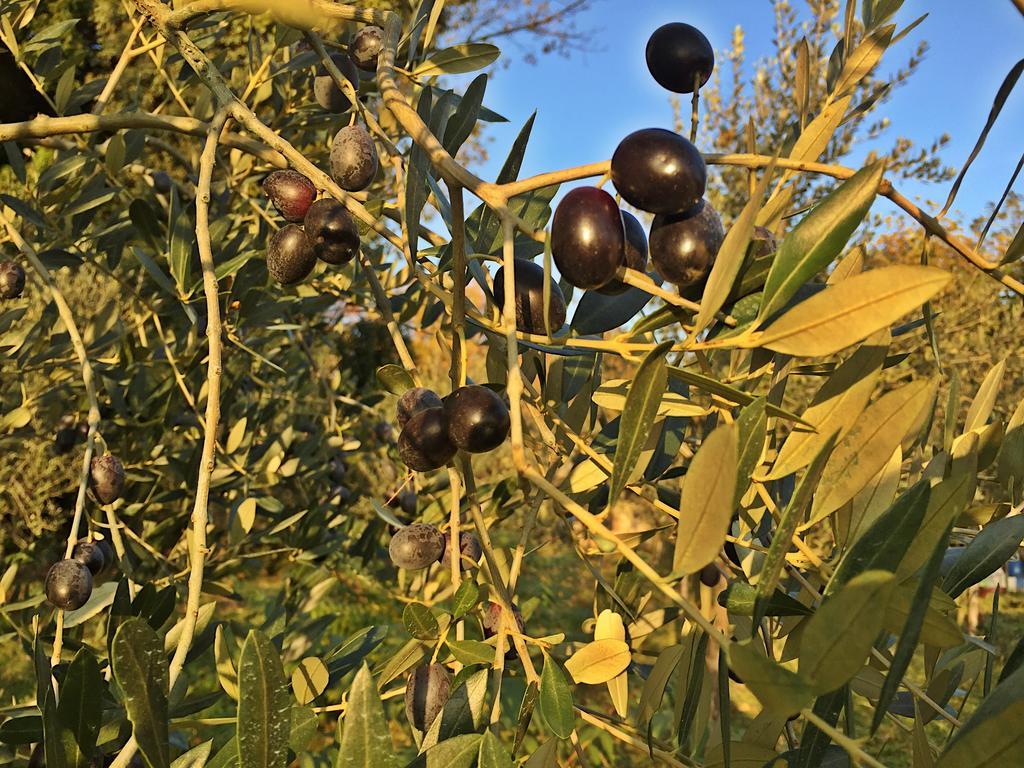 Agriturismo Bicocchi Villa Piteglio Eksteriør bilde